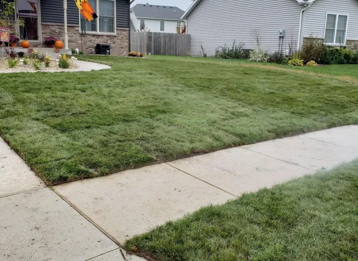 Newly installed sod alongside a residential walkway